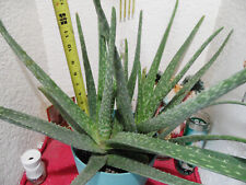 Aloe vera live for sale  Antioch