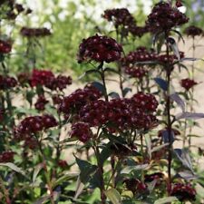 Sweet william nigricans for sale  WITHAM