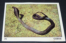 Serpent cobra panini d'occasion  Vendat
