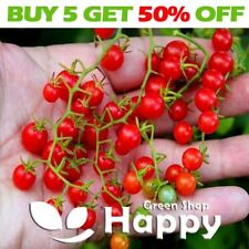 Smallest tomato red for sale  DONCASTER
