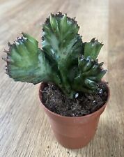 Euphorbia lactea variegated for sale  SHEFFIELD