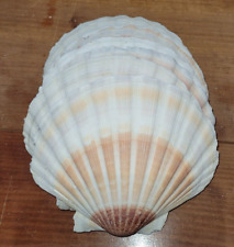 Lot grandes coquilles d'occasion  Champagne-Mouton