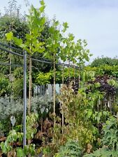 Platanus hispanica 300cm gebraucht kaufen  Dillingen a.d.Donau