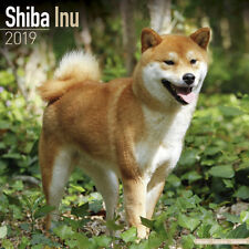 Calendrier 2019 shiba d'occasion  Troyes