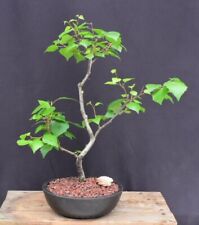 White birch bonsai for sale  Patchogue