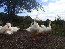 Embden goose hatching for sale  EXETER