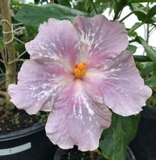 Live plant misties for sale  Dickinson