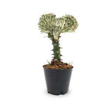 Euphorbia lactea coral for sale  CREDITON