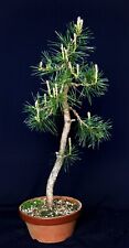 Yamadori bonsai bunjin for sale  Shipping to Ireland
