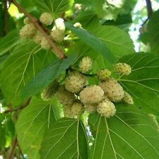 Russian white mulberry for sale  Bossier City