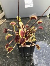 Venus flytrap red for sale  Chesapeake