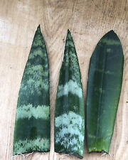 Snake plant cutting for sale  Baldwin Park