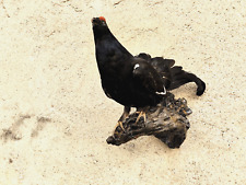 Trofeo caccia gallo usato  Orsago