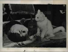 1935 Press Photo O gato persa olhando para o cachorro - ned80642 comprar usado  Enviando para Brazil