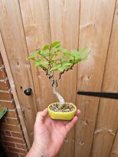 Ash bonsai mame for sale  ASHINGTON