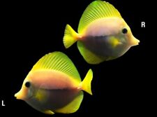 Yellow tang puurple for sale  North Hollywood