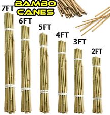 Bamboo garden cane for sale  GLASGOW