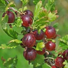 1 planta de raíces vivas Jeanne Gooseberry, zonas de arbustos comestibles 3-7. segunda mano  Embacar hacia Argentina