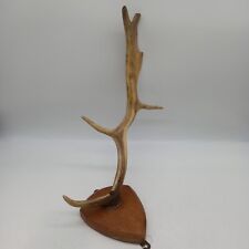 Deer antler mounted for sale  SOUTHEND-ON-SEA
