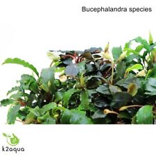 Bucephalandra species live for sale  HOUNSLOW