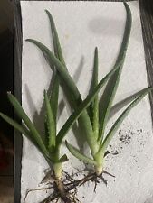 Aloe vera medicinal for sale  Riverside
