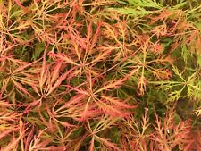 Japanese maple chantilly for sale  USA