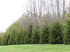 Norway spruce transplants for sale  Manistee