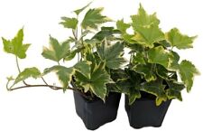 English ivy gold for sale  Wadsworth