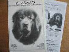 tibetan mastiff for sale  HOLYWELL