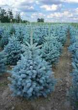 Abete blu pino argentato Picea pungens Super Blue Seedling v. ø22 cm h. 30/40 cm usato  Valmacca