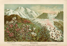 Botanical Print Showing Different Species of Mountain Flowers  #K296 for sale  Shipping to South Africa