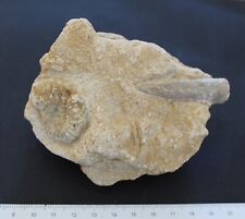 Ammonite fossile pleuroceras d'occasion  Moyon