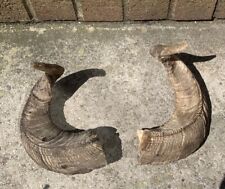 Pair rams horns for sale  BARNSLEY