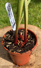 Sarracenia leucophylla giant for sale  BASINGSTOKE
