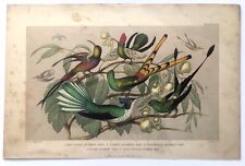 Hummingbirds antique bird for sale  NORWICH