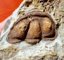Trilobite cambrien montagne d'occasion  Cuxac-d'Aude