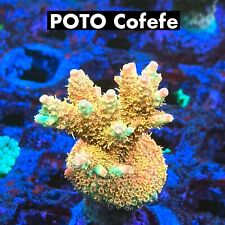 acropora coral for sale  Los Angeles