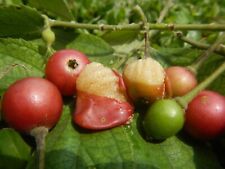 Jamaican cherry panama for sale  Shipping to Ireland