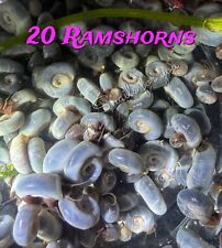 Blue ramshorn snails for sale  THORNTON-CLEVELEYS