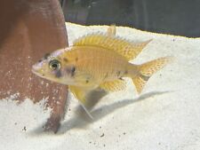 African cichlid fry for sale  Santa Fe