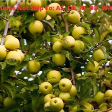 Dwarf golden delicious for sale  Fort Mill