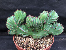 Euphorbia heterospina crest usato  Massafra
