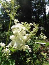 Filipendula ulmaria white for sale  Litchfield