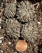 Pelecyphora Aselliformis  Hatchet Cactus  4 Heads Cluster for sale  Shipping to South Africa