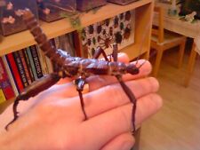 Stick insects giant for sale  BOLTON