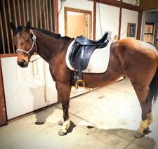 Dressage saddle for sale  Longmont