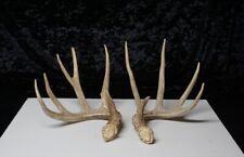 Whitetail deer sheds for sale  Fredericksburg
