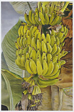 Bananas Lucian Freud botanical print in 11 x 14 inch mount SUPERB for sale  BARNSLEY