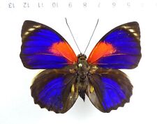 Entomology butterfly agrias d'occasion  Expédié en Belgium