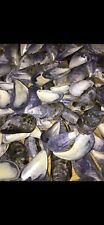 3000x mussel shells. for sale  NEWRY